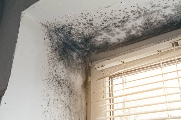 Affordable Hvac And Air Duct Mold Remediation solutions in Bear Lake, MI